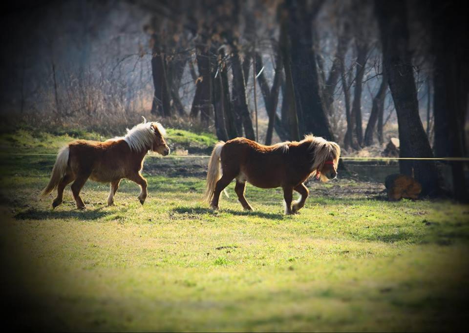 Hotel Fantanita Craiesei Făgăraş Esterno foto