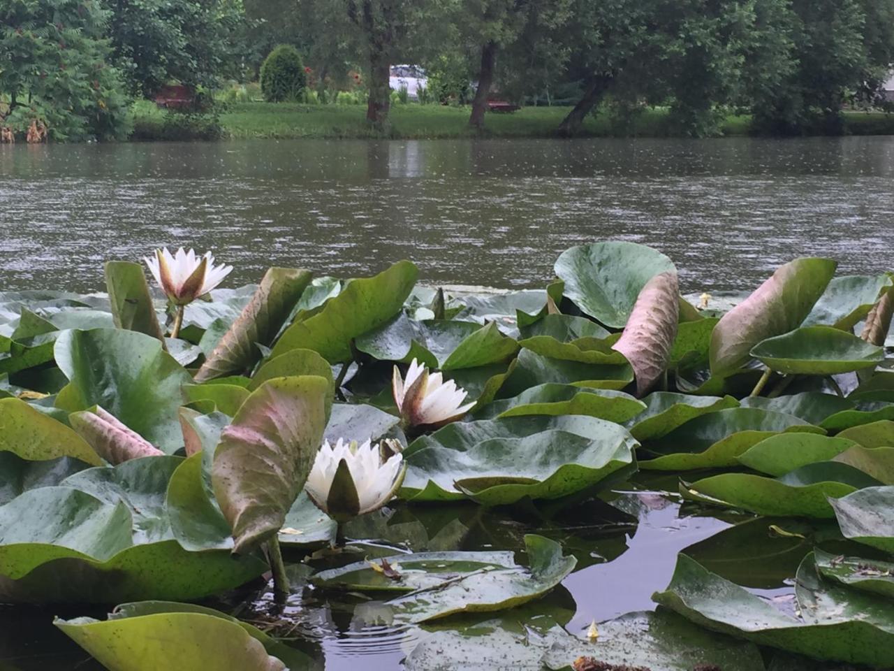 Hotel Fantanita Craiesei Făgăraş Esterno foto